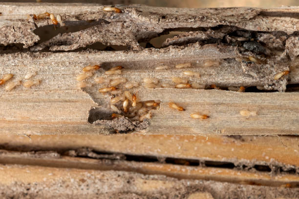 Pest Control for Restaurants in New Stanton, PA